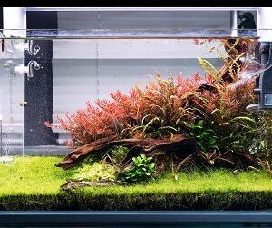 TPc24