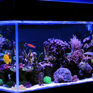 saltwater-aquarium